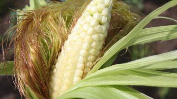 agroborsa