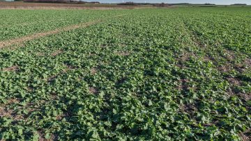 agroprognoza rapitsa zima