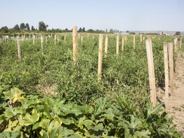agrotema plodove ovoshtari zemedelie agrotv-9194