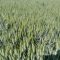 Борсова информация: Продължава поевтиняването на основните култури по борсите