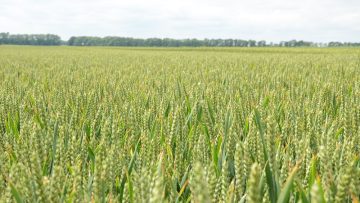borsa pshenitsa borsovi pazari agrotv 0021