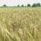 Борсова информация: Продължава поевтиняването на основните култури на борсите