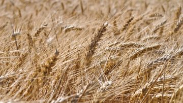 borsa pshenitsa klasove zemedelets agro tv
