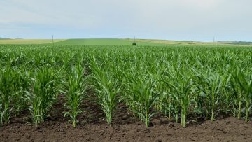 borsa tsarevitsa soya agroborsa