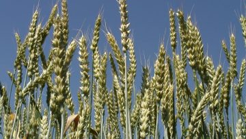 borsa zemedelie agronovini