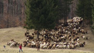emisia novini ovtse zhivotni