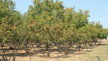 novina plyus tahan orehi_8265