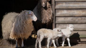 the-sheep-7089786_960_720