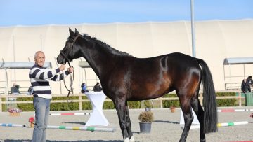 конегледач на кобили