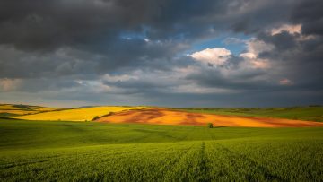 Moravian fields in spring time, green and yellow landscapes in C