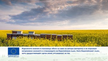 Apiary in the field