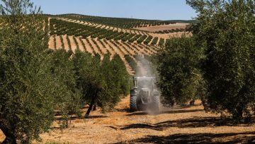 Spanish olives