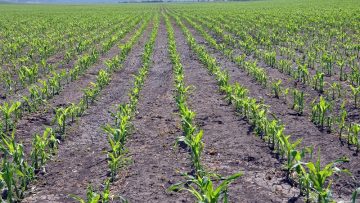 agronovini agrotv tsarevitsa konop selski rayoni 4069