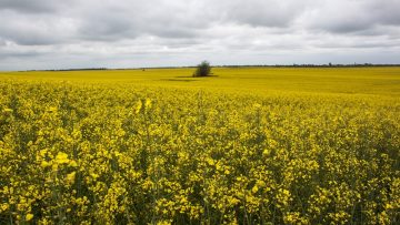 borsa rapitsa olio petrol soe tsarevitsa