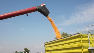 borsa tsarevitsa pole zhatva agrotv 3217