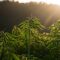 hemp-7212781_1280