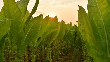 tobacco field in sunset background