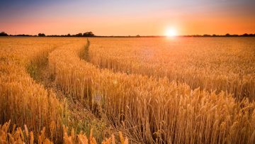 Ripening wheat or barley field farm sunset