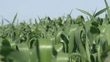 agroprognoza zhitni kulturi snyag