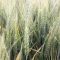 borsa pshenitsa agrotv soya agroborsa 7975
