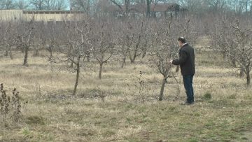 ovoshtarstvo agrotema zima plodove