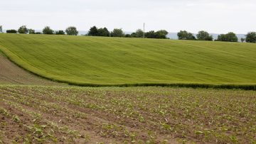 pshenitsa tsarevitsa borsa posevi agrotv 2037