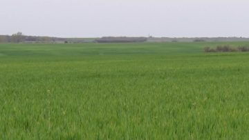 rekolta