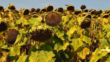 agronovini slanchogled