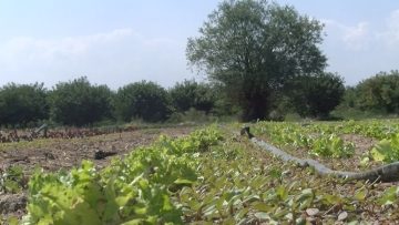 gradina-hrana