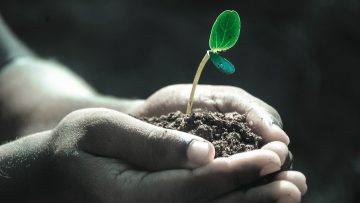 no till