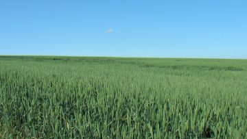 klasove pshenitsa borsa agroborsa zarno zemedelie agrotv