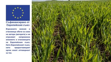 pshenitsa agronovini zemedelets agrotv malini zarno