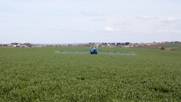 pshenitsa praskane posevi torene