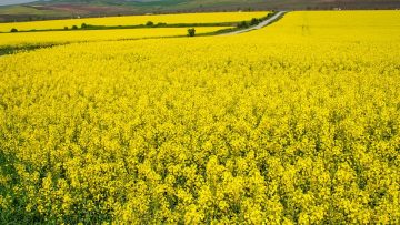 rapitsa pole borsa agrotv