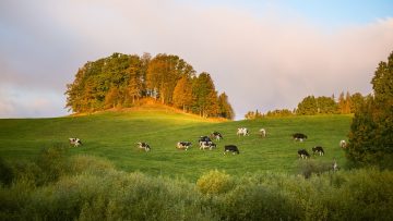 Cows grazing in the autumn pasture. Fall landscape with farm animals.