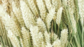 common-wheat-7499821_1280