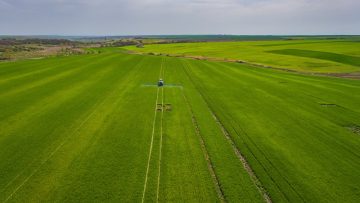 pshenitsa pazar zemedelie agronovini_0005