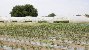 Iagroprognoza oranzheria 1026