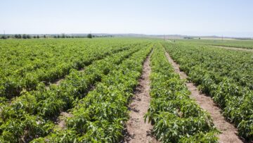 agrofinansirane chushki pole 4876