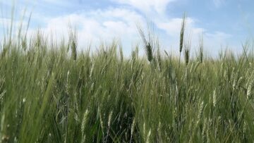 borsa agroborsa pshenitsa klas zemedelie11