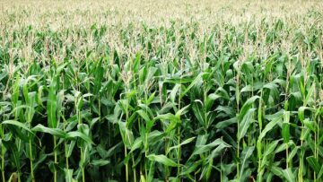 corn-2655525_1280