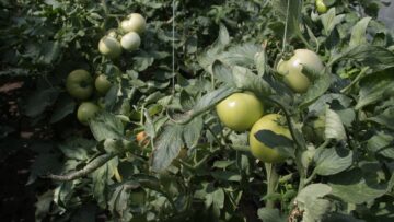 domati zemedelie agronovini