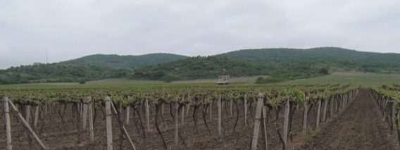 Новина плюс: Кръгла маса за качеството на българското вино