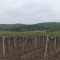 ka`estweno-wino