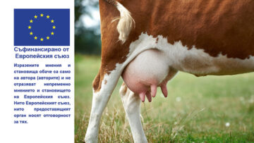 milk-cows-osp