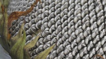 -sunflower-seeds-sunflower