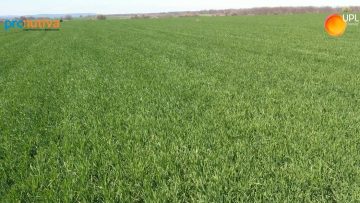 drone quad copter on green corn field