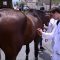 veterinarna-medicina
