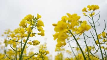 агропрогноза агро тв рапица валежи