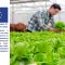 focus organic hydroponic vegetable produce in greenhouse nursery
